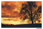 Harman RED 36 pose Colore Red scale