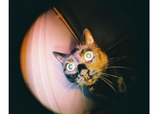 Fisheye Baby 110 Gold