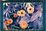 Lomo Analogue Pocket Trio 110
